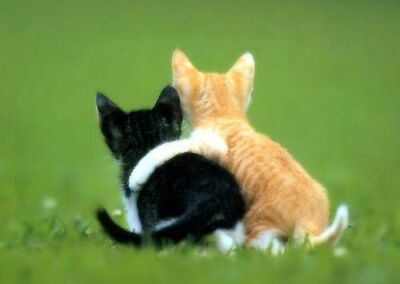 3441312 1 - 43 Awesome Friendship Quotes